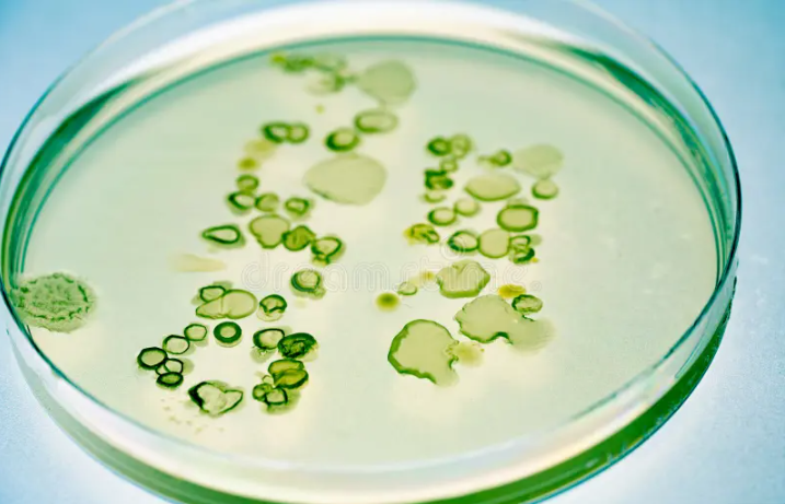 Analys av mikroorganismer